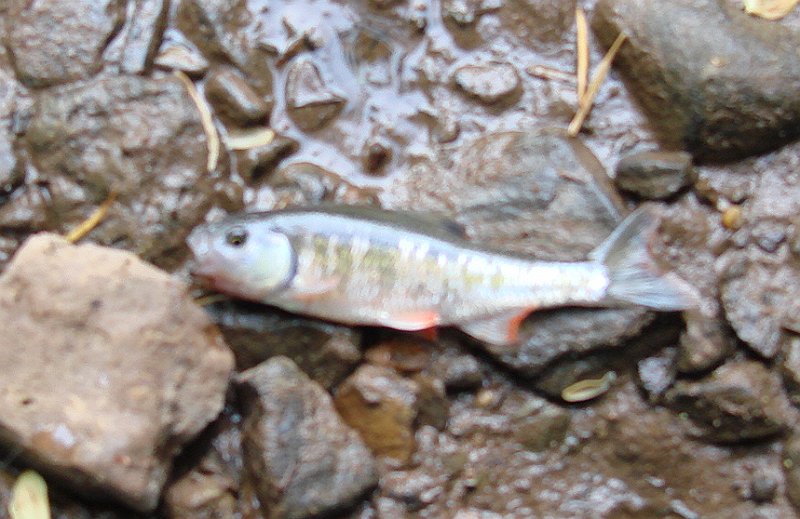 Trout Wannabe.JPG